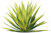 Extrakt Yucca schidigera