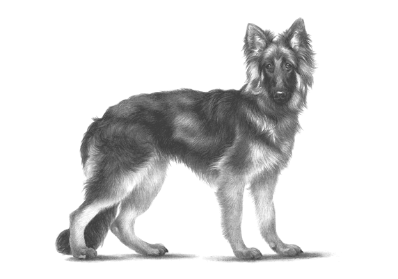 Gluten free<br>junior large<br>beef and veal