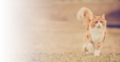 Superpremium quality<br>cat food