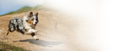 Superpremium quality<br>dry dog food